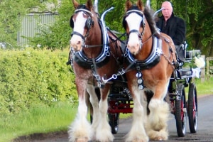 Blackstone Clydesdales
