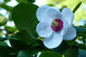 Galloway House Gardens